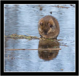 Muskrat Grooming Its Self