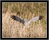An Adult Harrier Seen In The Field As It Pounced On Its Victim In Pursuit Of Its Meal