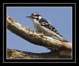 Downy Woodpecker (Picoides pubescens)