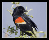 Red Winged Black Bird Male (Agelaius phoeniceus)