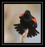 Red Winged Black Bird Male Calling To Its Mate