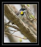Yellow-rumped Warbler (Dendroica coronata)