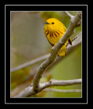 Yellow Warbler (Dendroica petechia)