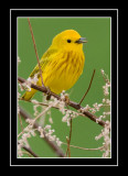 Yellow Warbler (Dendroica petechia)