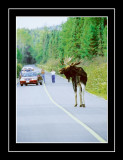 Moose Viewing On Opeongo Road