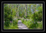 A Spring Walk Through A Flowered Woods