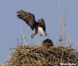 An American Bald Eagle Bringing A Bite To Eat Back To The Nest