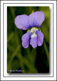 Common Blue Violet