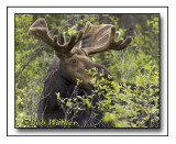 Large Spring Bull Moose