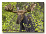 Spring Bull Moose Feast On The Vegetation Around Them