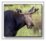 Another Bull Moose That Seems To Be Telling Me Something