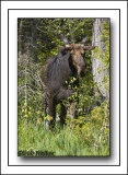 The Bull Moose Tentatively Observes  From The Forest Edge