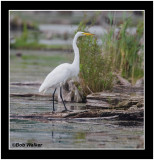 Great Egret (Ardea alba)