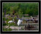 Great Egrets