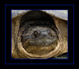 Portrait Of A SnappingTutle