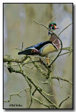 A Wood Duck Drake Doing What A Wood Duck Drake Does