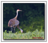 Sandhill Cranes