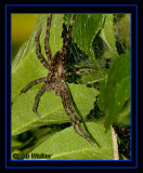 Wolf Spider Different View