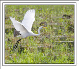 Great Egret Takes Flight Leaving His Blue Heron Friend Behind