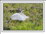 Yup, See You Later The Great Egret Tells The Blue Heron