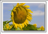 A Beautiful Common Sunflower