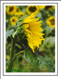 Sunflower Side View