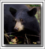 Black Bear (Ursus americanus)
