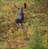 And The Bull Moose Went On Its Way