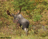 The Bull Moose Starts Up The Embankment