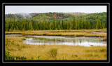 A Great Blue Heron Seen Along Along Opeongo Road