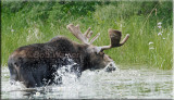 The Large Bull Decides To Leave The Water