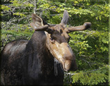 A Young Bull Moose Watches Me