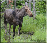 A Cooperative Cow Moose