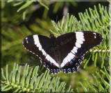 White Admiral