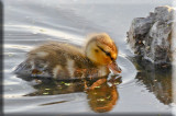 They Search The Shoreline For Tidbits Of Food