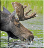 Large Bull Moose Dipping For Lilies