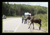 Cow Moose Trying To Cross Highway 60 Here Also
