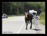 Cow Moose Comes Toward Me Because Of Its Passage Being Blocked For Crossing The Road