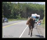 The Poor Animal Seems To Have No Place To Turn