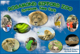 Rosamond  Gifford Zoo