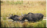 A Mom And Her Daughter In The Water Foraging
