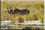 A Cow And Young Bull Moose Watch Us While They Forage For Food