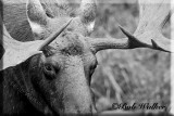 Bull Moose Up Close