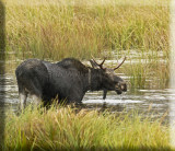 A Young Collared Bull Forages In The Marsh
