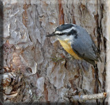 Red-breasted Nut Hatch Foraging For Food