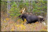 The Bull Moves On In His Pursuit Of A Cow Moose To Mate With