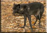 The Wolf Continues Its Search For Food But Is Ever Alert While Doing So