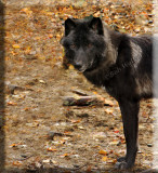 The Young Wolf Keeps A Watchful Eye On Me