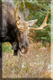 His head Down But Not Showing Signs Of Aggressiveness