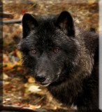 A Young Black Wolfs Portrait (Canis lupus)